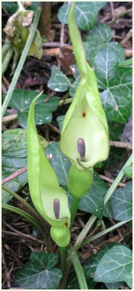 Cuckoo Pint
