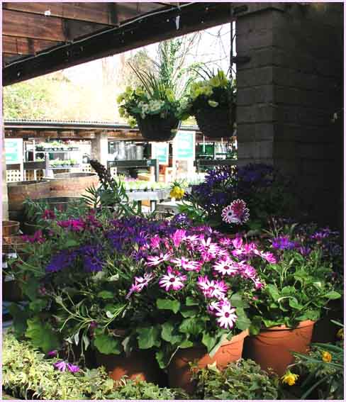 Flower Display