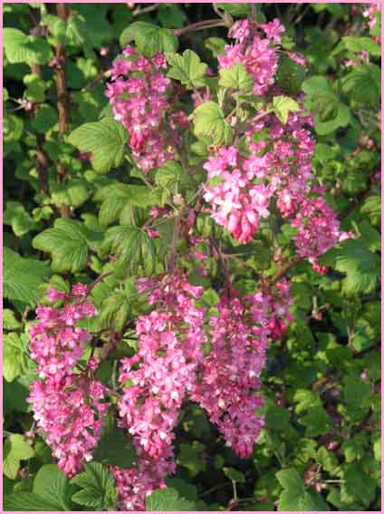 Flowering Currant
