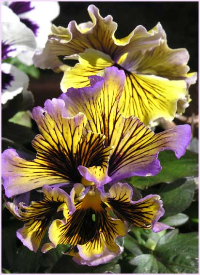 Frilled Pansy