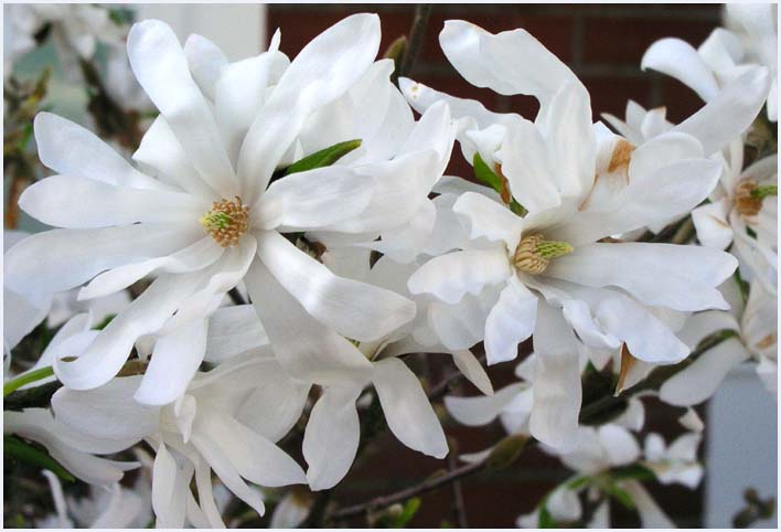 Magnolias