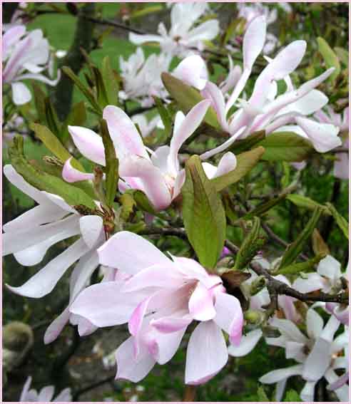 Magnolia