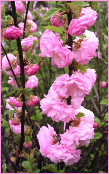 Pink Blossom