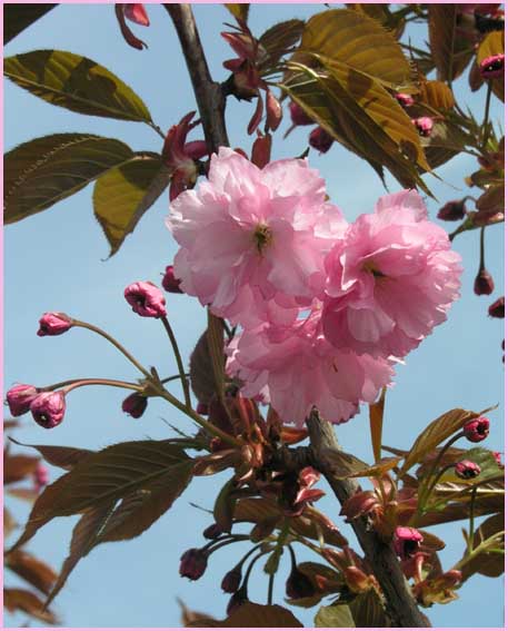 Cherry Blossom