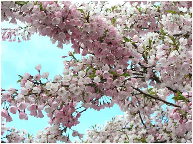 Pink Cherry Blossom