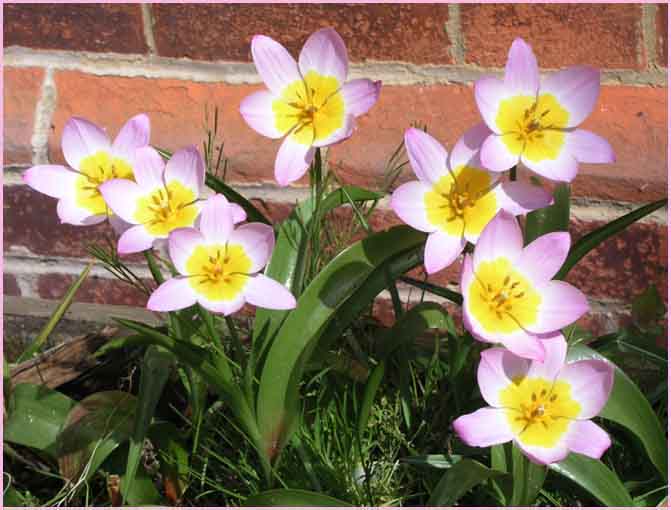 Pink Tulips