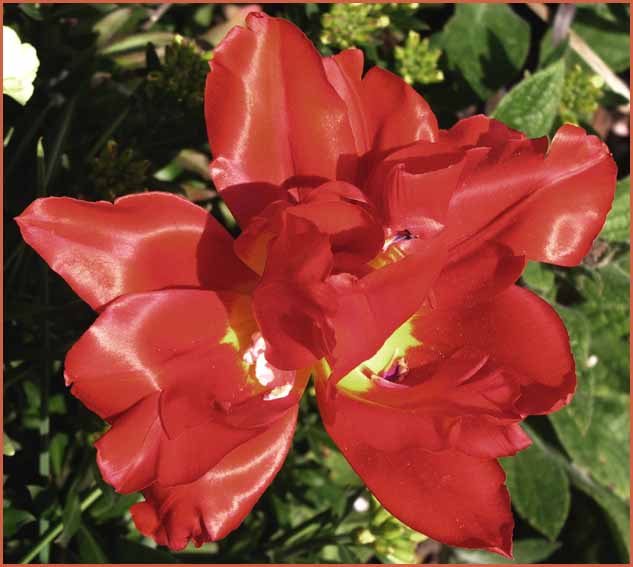 Red Tulip