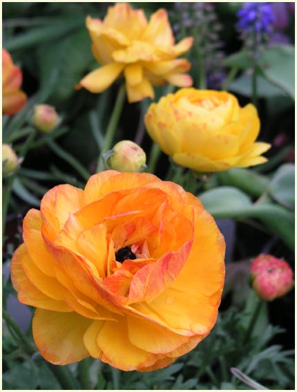 Ranunculus