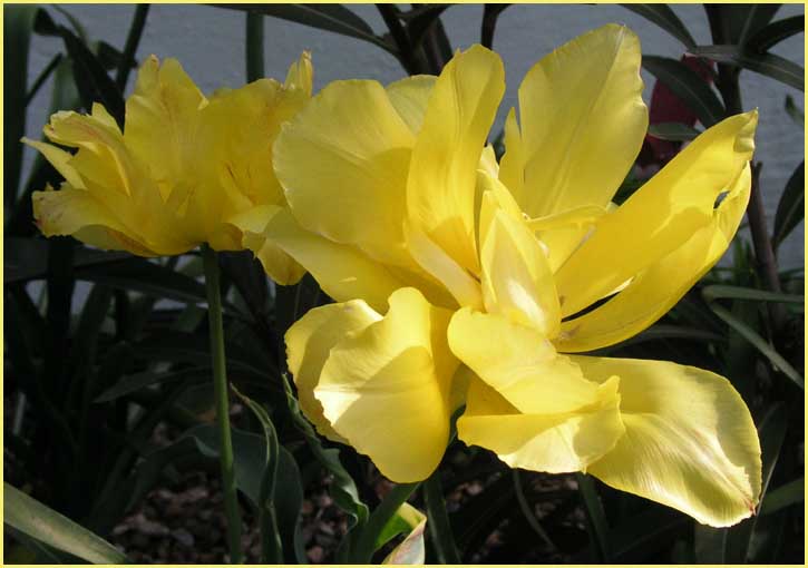 Yellow Tulip