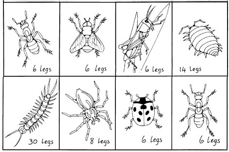 insects