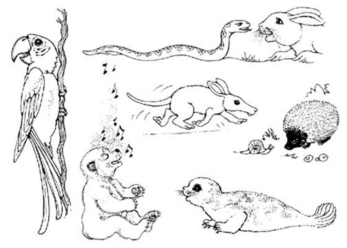 aardvark, parrot, snake and seal pup