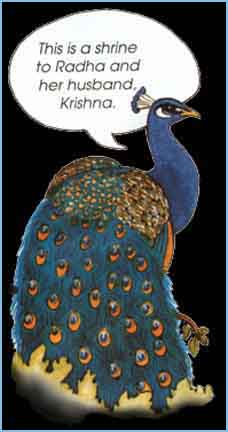 peacock
