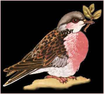 turtledove