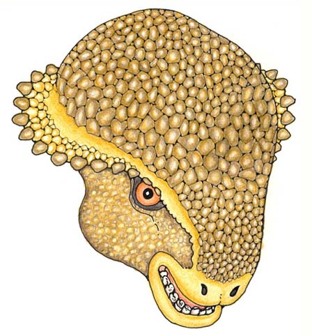 Stegoceras