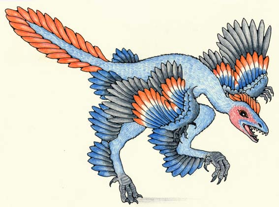 Anchiornis