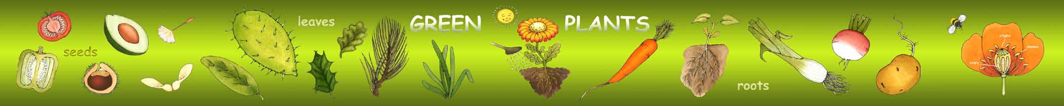 plants